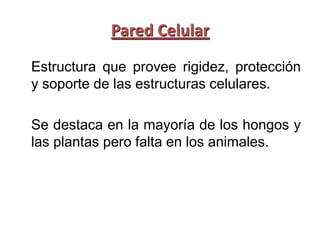 Pared Celular

Estructura que provee rigidez, protección
y soporte de las estructuras celulares.

Se destaca en la mayoría de los hongos y
las plantas pero falta en los animales.
 
