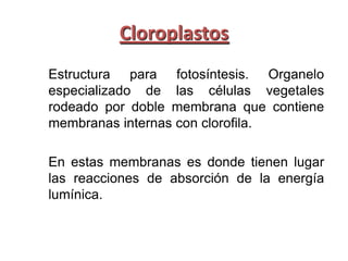 Cloroplastos
Estructura para fotosíntesis. Organelo
especializado de las células vegetales
rodeado por doble membrana que contiene
membranas internas con clorofila.

En estas membranas es donde tienen lugar
las reacciones de absorción de la energía
lumínica.
 