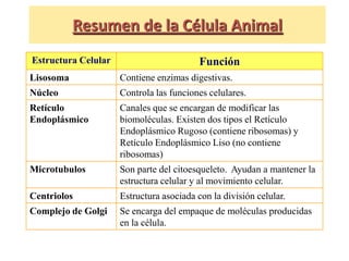 Resumen de la Célula Animal
Estructura Celular                        Función
Lisosoma             Contiene enzimas digestivas.
Núcleo               Controla las funciones celulares.
Retículo             Canales que se encargan de modificar las
Endoplásmico         biomoléculas. Existen dos tipos el Retículo
                     Endoplásmico Rugoso (contiene ribosomas) y
                     Retículo Endoplásmico Liso (no contiene
                     ribosomas)
Microtubulos         Son parte del citoesqueleto. Ayudan a mantener la
                     estructura celular y al movimiento celular.
Centriolos           Estructura asociada con la división celular.
Complejo de Golgi    Se encarga del empaque de moléculas producidas
                     en la célula.
 