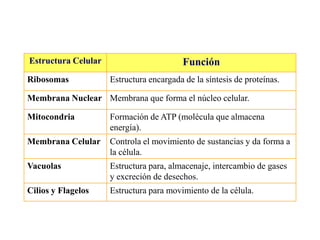 Estructura Celular                        Función
Ribosomas            Estructura encargada de la síntesis de proteínas.

Membrana Nuclear Membrana que forma el núcleo celular.

Mitocondria          Formación de ATP (molécula que almacena
                     energía).
Membrana Celular     Controla el movimiento de sustancias y da forma a
                     la célula.
Vacuolas             Estructura para, almacenaje, intercambio de gases
                     y excreción de desechos.
Cilios y Flagelos    Estructura para movimiento de la célula.
 