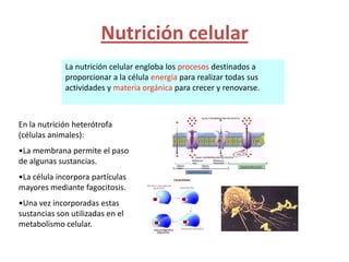 Nutrición celular
             La nutrición celular engloba los procesos destinados a
             proporcionar a la célula energía para realizar todas sus
             actividades y materia orgánica para crecer y renovarse.



En la nutrición heterótrofa
(células animales):
•La membrana permite el paso
de algunas sustancias.
•La célula incorpora partículas
mayores mediante fagocitosis.
•Una vez incorporadas estas
sustancias son utilizadas en el
metabolismo celular.
 