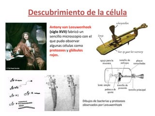 Descubrimiento de la célula
     Antony van Leeuwenhoek
     (siglo XVII) fabricó un
     sencillo microscopio con el
     que pudo observar
     algunas células como
     protozoos y glóbulos
     rojos.




                          Dibujos de bacterias y protozoos
                          observados por Leeuwenhoek
 