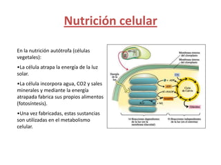 Nutrición celular

En la nutrición autótrofa (células
vegetales):
•La célula atrapa la energía de la luz
solar.
•La célula incorpora agua, CO2 y sales
minerales y mediante la energía
atrapada fabrica sus propios alimentos
(fotosíntesis).
•Una vez fabricadas, estas sustancias
son utilizadas en el metabolismo
celular.
 