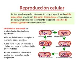 Reproducción celular
        La función de reproducción consiste en que a partir de la célula
        progenitora se originan dos o más descendientes. Es un proceso
        que asegura que cada descendiente tenga una copia fiel de
        material genético de la célula madre.

En las células procariotas se
produce la división simple por
bipartición:
• El ADN de la bacteria se duplica y
forma dos copias idénticas.
•Cada copia se va a un punto de la
célula y más tarde la célula se divide
en dos mitades.
• Así se forman dos células hijas
iguales, más pequeñas que la
progenitora.
 