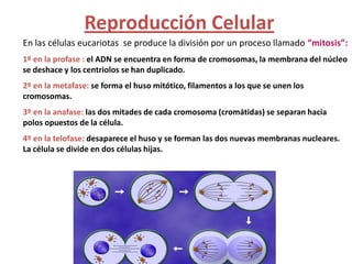 Reproducción Celular
En las células eucariotas se produce la división por un proceso llamado “mitosis”:
1º en la profase : el ADN se encuentra en forma de cromosomas, la membrana del núcleo
se deshace y los centriolos se han duplicado.
2º en la metafase: se forma el huso mitótico, filamentos a los que se unen los
cromosomas.
3º en la anafase: las dos mitades de cada cromosoma (cromátidas) se separan hacia
polos opuestos de la célula.
4º en la telofase: desaparece el huso y se forman las dos nuevas membranas nucleares.
La célula se divide en dos células hijas.
 