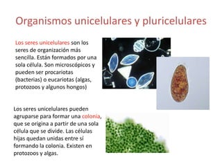 Organismos unicelulares y pluricelulares
Los seres unicelulares son los
seres de organización más
sencilla. Están formados por una
sola célula. Son microscópicos y
pueden ser procariotas
(bacterias) o eucariotas (algas,
protozoos y algunos hongos)


Los seres unicelulares pueden
agruparse para formar una colonia,
que se origina a partir de una sola
célula que se divide. Las células
hijas quedan unidas entre sí
formando la colonia. Existen en
protozoos y algas.
 