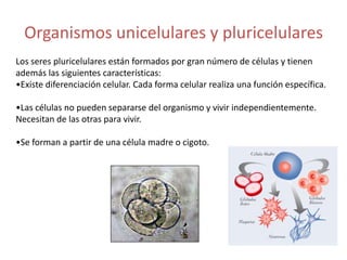 Organismos unicelulares y pluricelulares
Los seres pluricelulares están formados por gran número de células y tienen
además las siguientes características:
•Existe diferenciación celular. Cada forma celular realiza una función específica.

•Las células no pueden separarse del organismo y vivir independientemente.
Necesitan de las otras para vivir.

•Se forman a partir de una célula madre o cigoto.
 