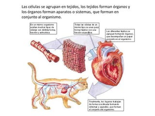 Las células se agrupan en tejidos, los tejidos forman órganos y
los órganos forman aparatos o sistemas, que forman en
conjunto al organismo.
 