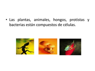 • Las plantas, animales, hongos, protistas y
  bacterias están compuestos de células.
 