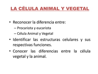 LA CÉLULA ANIMAL Y VEGETAL

• Reconocer la diferencia entre:
  – Procariota y eucariota
  – Célula Animal y Vegetal
• Identificar las estructuras celulares y sus
  respectivas funciones.
• Conocer las diferencias entre la célula
  vegetal y la animal.
 
