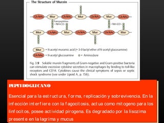 PEPTIDOGLICANO
Esencial para la est ruct ura, f orma, replicación y sobrevivencia. En la
inf ección int erf iere con la f agocit osis, act ua como mit ogeno para los
linf ocit os, posee act ividad pirogena. Es degradado por la lisozima
present e en la lagrima y mucus
PEPTIDOGLICANO
Esencial para la est ruct ur a, f orma, replicación y sobrevivencia. En la
inf ección int erf iere con la f agocit osis, act ua como mit ogeno para los
linf ocit os, posee act ividad pir ogena. Es degradado por la lisozima
present e en la lagrima y mucus
 