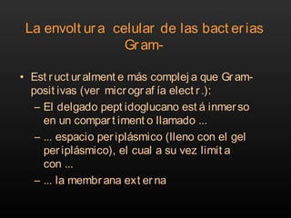 La envolt ura celular de las bact erias
Gram-
• Est ruct uralment e más complej a que Gram-
posit ivas (ver micr ogr af ía elect r.):
– El delgado pept idoglucano est á inmerso
en un compar t iment o llamado ...
– ... espacio periplásmico (lleno con el gel
per iplásmico), el cual a su vez limit a
con ...
– ... la membrana ext er na
 