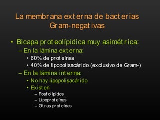 La membrana ext erna de bact erias
Gram-negat ivas
• Bicapa prot eolípídica muy asimét r ica:
– En la lámina ext erna:
• 60% de prot eínas
• 40% de lipopolisacárido (exclusivo de Gram-)
– En la lámina int er na:
• No hay lipopolisacárido
• Exist en
– Fosf olípidos
– Lipoprot eínas
– Ot ras prot eínas
 