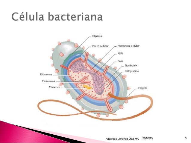 La celula bacteriana y sus partes