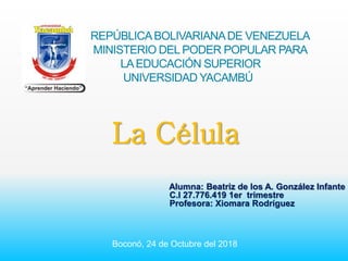 REPÚBLICABOLIVARIANADE VENEZUELA
MINISTERIO DEL PODER POPULAR PARA
LAEDUCACIÓN SUPERIOR
UNIVERSIDAD YACAMBÚ
Alumna: Beatriz de los A. González Infante
C.I 27.776.419 1er trimestre
Profesora: Xiomara Rodríguez
Boconó, 24 de Octubre del 2018
La Célula
 