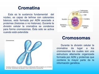 Cromatina
Esta es la sustancia fundamental del
núcleo, es capaz de teñirse con colorantes
básicos, está formada por ADN asociado a
proteínas (histonas o no histonas). Durante la
división celular la cromatina se condensa
para forma cromosomas. Ésta solo se activa
cuando está extendida
Cromosomas
Durante la división celular la
cromatina da lugar a los
cromosomas los cuales son una
estructura altamente organizada
formada por ADN y proteínas que
contiene la mayor parte de la
información genética.
 