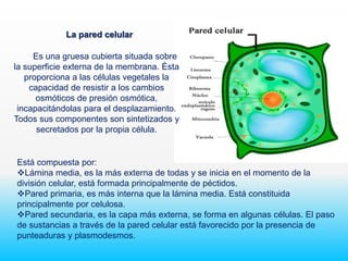 Es una gruesa cubierta situada sobre
la superficie externa de la membrana. Ésta
proporciona a las células vegetales la
capacidad de resistir a los cambios
osmóticos de presión osmótica,
incapacitándolas para el desplazamiento.
Todos sus componentes son sintetizados y
secretados por la propia célula.
Está compuesta por:
Lámina media, es la más externa de todas y se inicia en el momento de la
división celular, está formada principalmente de péctidos.
Pared primaria, es más interna que la lámina media. Está constituida
principalmente por celulosa.
Pared secundaria, es la capa más externa, se forma en algunas células. El paso
de sustancias a través de la pared celular está favorecido por la presencia de
punteaduras y plasmodesmos.
La pared celular
 
