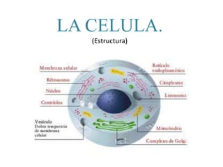 LA CELULA.
(Estructura)
 