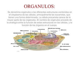 ORGANULOS:
Se denomina orgánulos a las diferentes estructuras contenidas en
el citoplasma de las células, principalmente las eucariotas, que
tienen una forma determinada. La célula procariota carece de la
mayor parte de los orgánulos. El nombre de orgánulos procede de
la analogía entre la función de estas estructuras en las células, y la
función de los órganos en el cuerpo.
 