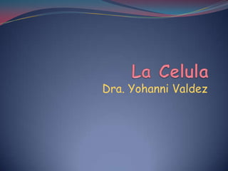 Dra. Yohanni Valdez
 