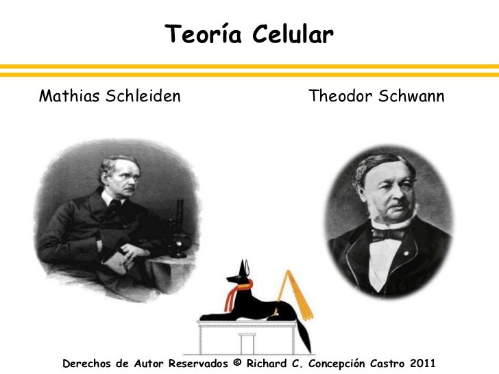 A Teoria Celular Proposta Por Schleiden E Schwann Afirma Que