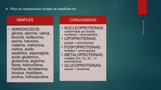  Poor su composición simple se clasifican en:
SIMPLES
• AMINOACIDOS:
glicina, alanina, valina,
leucina, isoleucina,
serina, treonina,
cisteína, metionina,
cistina, acido
aspártico, asparagina,
acido glutámico,
glutamina, arginina,
lisina, hidroxilisina,
histidina, fenilalanina,
tirosina, triptófano,
prolina, hidroxiprolina .
CONJUGADAS
• NUCLEOPROTEINAS:
conformada por ácidos
nucleicos + aminoácidos
• LIPOPROTEINAS:
grasas + aminoácidos
• FOSFOPROTEINAS:
fosfatos + aminoácidos
• METALOPROTEINAS:
metales (Fe, Co, Zn…)+
aminoácidos
• GLUCOPROTEINAS:
azúcar + proteínas
 