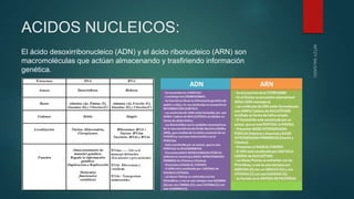 ACIDOS NUCLEICOS:
El ácido desoxirribonucleico (ADN) y el ácido ribonucleico (ARN) son
macromoléculas que actúan almacenando y trasfiriendo información
genética.
 