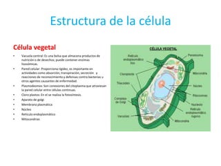 Estructura de la célula
Célula vegetal
•   Vacuola central: Es una bolsa que almacena productos de
    nutrición o de desechos; puede contener enzimas
    lisosómicas.
•   Pared celular: Proporciona rigidez, es importante en
    actividades como absorción, transpiración, secreción y
    reacciones de reconocimiento y defensas contra bacterias u
    otros agentes causantes de enfermedad.
•   Plasmodesmos: Son conexiones del citoplasma que atraviesan
    la pared celular entre células continuas.
•   Cloro plastos: En el se realiza la fotosíntesis.
•   Aparato de golgi
•   Membrana plasmática
•   Núcleo
•   Retículo endoplasmático
•   Mitocondrias
 