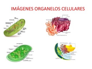 IMÁGENES ORGANELOS CELULARES
 