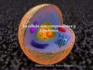 Nombre : Génesis Carolina Juárez Delgado
La célula sus componentes y
funciones
Génesis Carolina Juárez Delgado
 