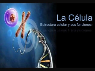 La Célula
Estructura celular y sus funciones.
 