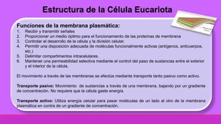 Funciones de la membrana plasmática:
1. Recibir y transmitir señales
2. Proporcionar un medio óptimo para el funcionamiento de las proteínas de membrana
3. Controlar el desarrollo de la célula y la división celular.
4. Permitir una disposición adecuada de moléculas funcionalmente activas (antígenos, anticuerpos,
etc.)
5. Delimitar compartimentos intracelulares.
6. Mantener una permeabilidad selectiva mediante el control del paso de sustancias entre el exterior
y el interior de la célula.
El movimiento a través de las membranas se efectúa mediante transporte tanto pasivo como activo.
Transporte pasivo: Movimiento de sustancias a través de una membrana, bajando por un gradiente
de concentración. No requiere que la célula gaste energía.
Transporte activo: Utiliza energía celular para pasar moléculas de un lado al otro de la membrana
plasmática en contra de un gradiente de concentración.
Estructura de la Célula Eucariota
 