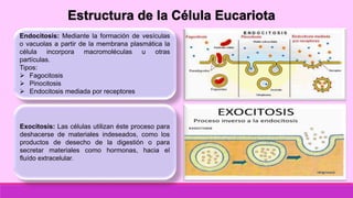 Estructura de la Célula EucariotaEstructura de la Célula Eucariota
Endocitosis: Mediante la formación de vesículas
o vacuolas a partir de la membrana plasmática la
célula incorpora macromoléculas u otras
partículas.
Tipos:
 Fagocitosis
 Pinocitosis
 Endocitosis mediada por receptores
Exocitosis: Las células utilizan éste proceso para
deshacerse de materiales indeseados, como los
productos de desecho de la digestión o para
secretar materiales como hormonas, hacia el
fluído extracelular.
 