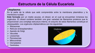 Citoplasma:
Es la parte de la célula que está comprendida entre la membrana plasmática y la
membrana nuclear.
Está formada por un medio acuoso, el citosol, en el cual se encuentran inmersos los
orgánulos. El citosol contiene también una gran variedad de filamentos proteicos que le
proporcionan una compleja estructura interna, el conjunto de estos filamentos constituye el
citoesqueleto. Los orgánulos citiplasmáticos son los siguientes:
 Ribosomas
 Retículo endosplasmático
 Aparato de Golgi
 Vacuolas
 Lisosomas
 Peroxisomas
 Mitocondrias
 Cloroplastos
 Centriolos.
Estructura de la Célula Eucariota
 