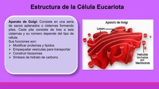 Aparato de Golgi: Consiste en una serie
de sacos aplanados o cisternas formando
pilas. Cada pila consiste de tres a seis
cisternas y su número depende del tipo de
célula.
Sus funciones son:
 Modificar proteínas y lípidos
 Empaquetar vesículas para transportar
 Construir lisosomas
 Síntesis de hidrato de carbono
Estructura de la Célula Eucariota
 