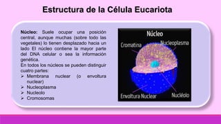 Estructura de la Célula Eucariota
Núcleo: Suele ocupar una posición
central, aunque muchas (sobre todo las
vegetales) lo tienen desplazado hacia un
lado El núcleo contiene la mayor parte
del DNA celular o sea la información
genética.
En todos los núcleos se pueden distinguir
cuatro partes:
 Membrana nuclear (o envoltura
nuclear)
 Nucleoplasma
 Nucleolo
 Cromosomas
 