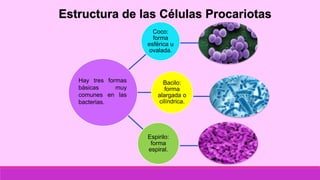 Estructura de las Células Procariotas
Coco:
forma
esférica u
ovalada.
Bacilo:
forma
alargada o
cilíndrica.
Espirilo:
forma
espiral.
Hay tres formas
básicas muy
comunes en las
bacterias.
 