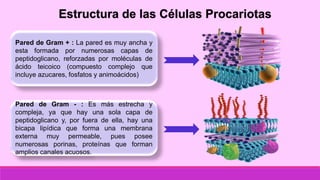 Estructura de las Células Procariotas
Pared de Gram + : La pared es muy ancha y
esta formada por numerosas capas de
peptidoglicano, reforzadas por moléculas de
ácido teicoico (compuesto complejo que
incluye azucares, fosfatos y animoácidos)
Pared de Gram - : Es más estrecha y
compleja, ya que hay una sola capa de
peptidoglicano y, por fuera de ella, hay una
bicapa lipídica que forma una membrana
externa muy permeable, pues posee
numerosas porinas, proteínas que forman
amplios canales acuosos.
 
