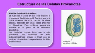 Material Genético Bacteriano:
El nucleoide o zona en que está situado el
cromosoma bacteriano está formado por una
única molécula de ADN circular de doble
cadena, asociada con unas pocas proteínas
no histónicas. Esta molécula permanece
anclada en un punto de la membrana
plasmática.
Las bacterias pueden tener uno o más
plásmidos, son moléculas de ADN
extracromosómico circular o lineal que se
replican y transcriben independientes del ADN
cromosómico.
Estructura de las Células Procariotas
 