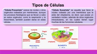 Tipos de Células
“Célula Procariota” carece de núcleo y otros
orgánulos rodeados por membranas, aunque
los procesos fisiológicos que se llevan a cabo
en estos orgánulos, como la respiración y la
fotosíntesis, también pueden darse en estas
células.
“Célula Eucariota” es aquella que tiene el
núcleo rodeado por una membrana que la
aísla del citoplasma, es decir, que posee un
verdadero núcleo, además de otros orgánulos
intracelulares, en los cuales tienen lugar
muchas de las funciones celulares.
 