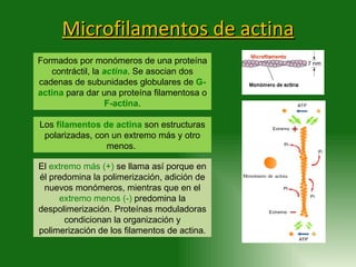 La celula eucariota estructura | PPT