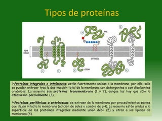 Tipos de proteínas <ul><li>Proteínas integrales o intrínsecas : están fuertemente unidas a la membrana, por ello, sólo se ...