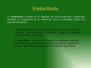 Endocitosis La  endocitosis  consiste en la ingestión de macromoléculas y partículas mediante la invaginación de la membra...