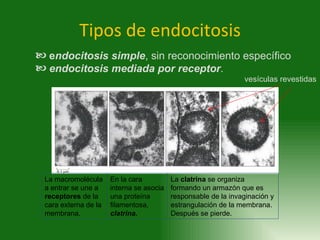 Tipos de endocitosis <ul><ul><li>e ndocitosis simple , sin reconocimiento específico  </li></ul></ul><ul><ul><li>endocitos...