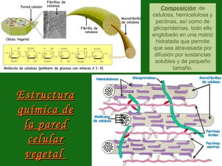 Estructura química de la pared celular vegetal  Composición : de celulosa, hemicelulosa y pectinas, así como de glicoprote...