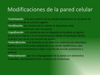 Modificaciones de la pared celular <ul><li>Cutinización ,  si la cara externa de las células epidérmicas se recubren de cu...