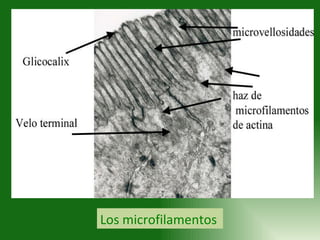 Los microfilamentos 