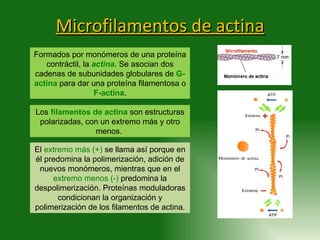 Microfilamentos de actina Formados por monómeros de una proteína contráctil, la  actina . Se asocian dos cadenas de subuni...