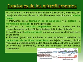 Funciones de los microfilamentos <ul><li>Dan forma a la membrana plasmática y la refuerzan, formando, por debajo de ella, ...