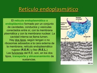 Retículo endoplasmático El  retículo endoplasmático o endoplásmico  formado por un conjunto de cavidades, conductos y vesí...